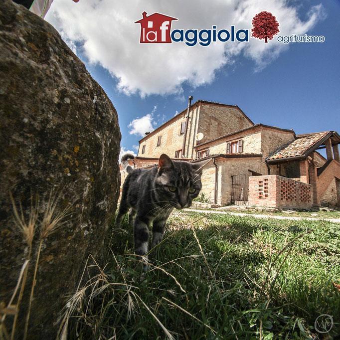 La Faggiola Agriturismo Macerata Feltria Exterior photo